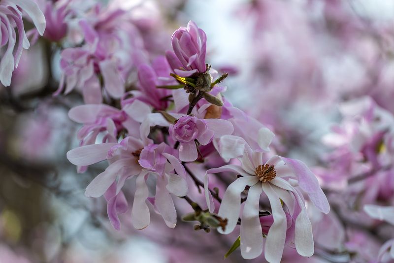 Буйство красокphoto preview