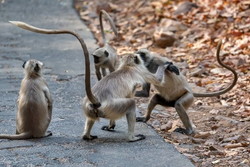 Выразительные хвостыphoto preview