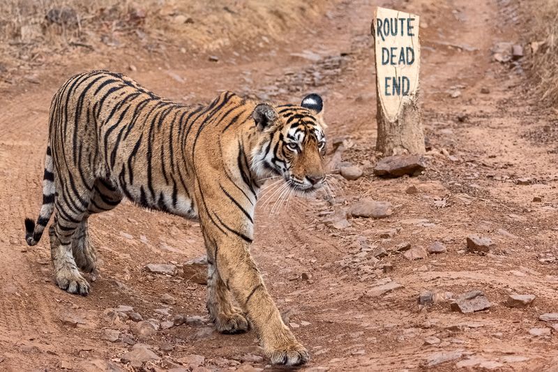 Лучше не проверятьphoto preview
