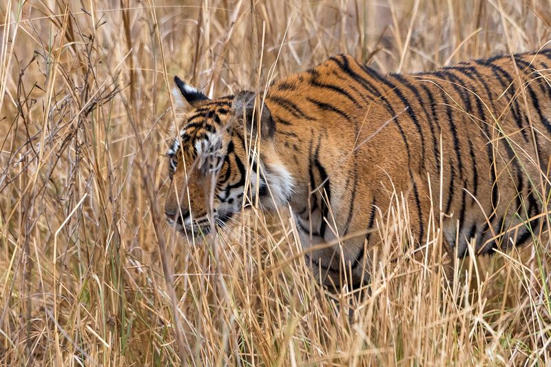 Охотаphoto preview