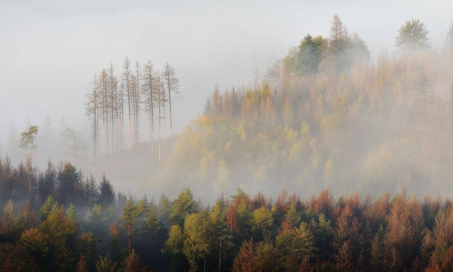 Старый лес. Автор: Гордиенко Анатолий богемия, Гордиенко Анатолий
