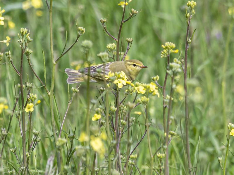 крым, опукский заповедник, птицы, пеночка-трещотка Пеночка-трещоткаphoto preview