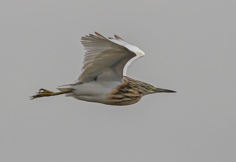 крым, опукский заповедник, птицы, желтая цапля Желтая цапля в полетеphoto preview