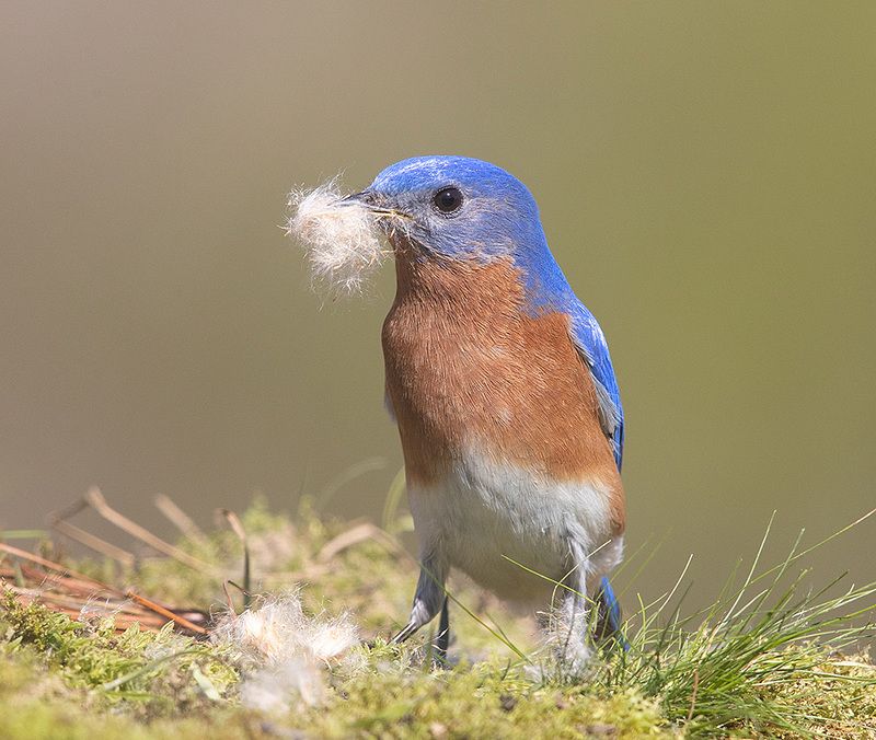 восточная сиалия, eastern bluebird, bluebird, весна Eastern Bluebird male. Весенние хлопотыphoto preview