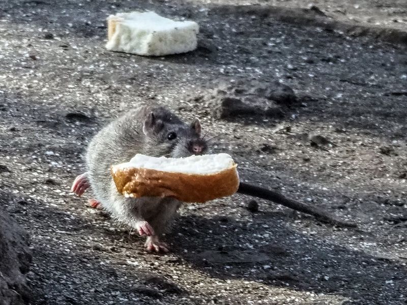 большой кусокphoto preview