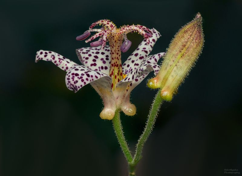 макро, природа, растения, цветы, трициртис, macro, nature, plants, flowers, tricirtis, Трициртисphoto preview