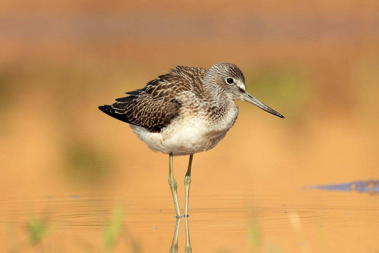 большой улит, кулик, жёлтый, утро, птица, birds, Павел Краснослободцев