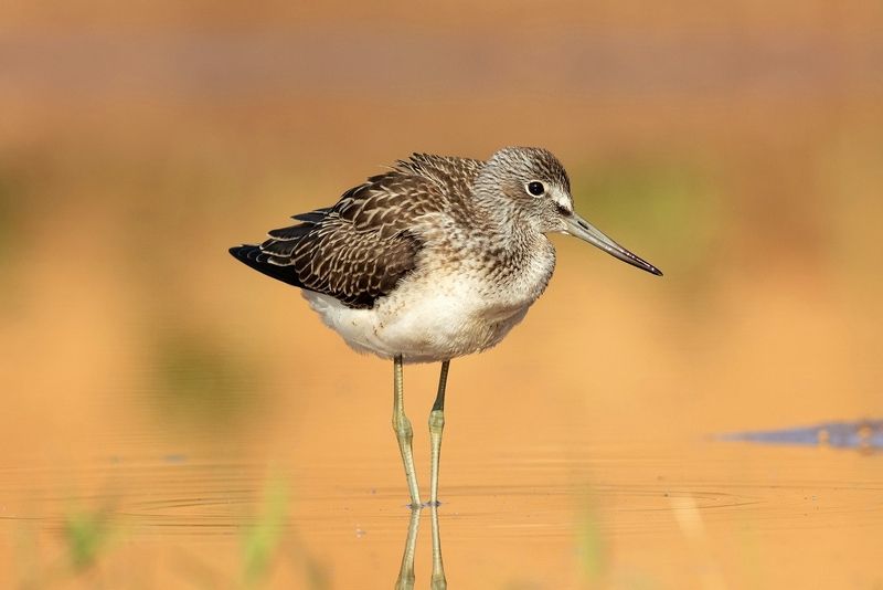 большой улит, кулик, жёлтый, утро, птица, birds Большой улитphoto preview