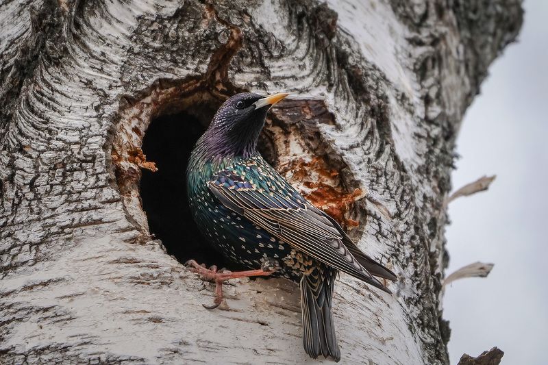 Скворцыphoto preview