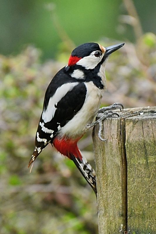 Fauna of my region.photo preview