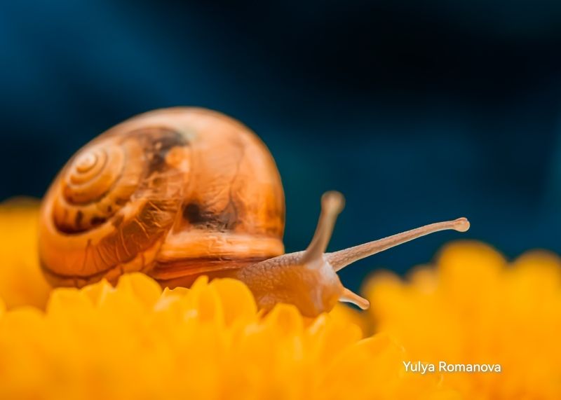 макро, улитка, природа, макро мир, макро природа photo preview