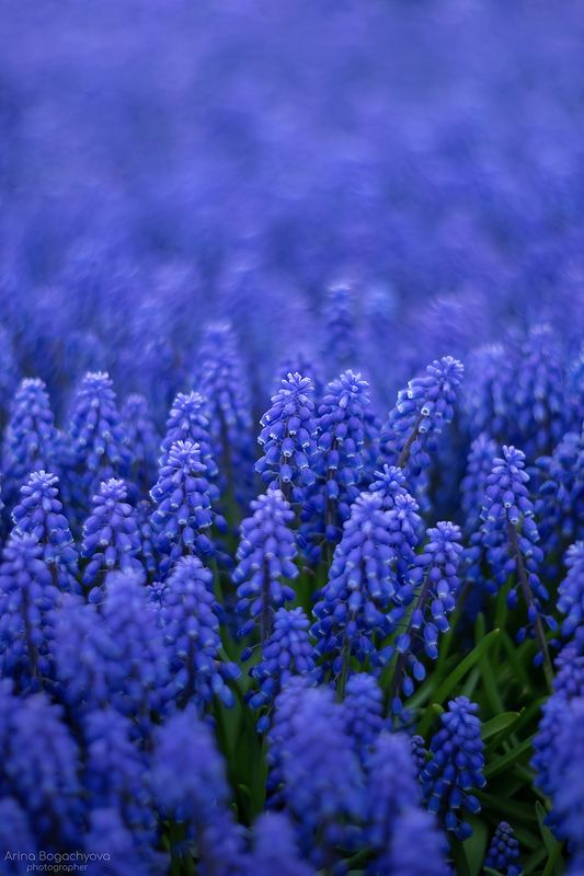 Мускариphoto preview