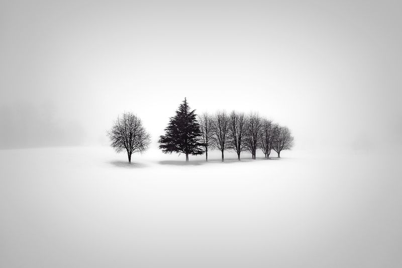 #fog #winter #snow #tree Winter fogphoto preview