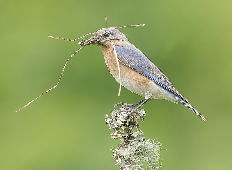 восточная сиалия, eastern bluebird,bluebird, весна С Международным Днем Птиц - Весенние хлопоты у Птиц!photo preview