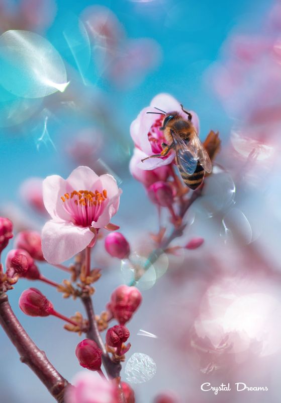 #art #macro #crystal_dreams #color #ditale \