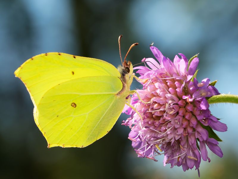 лимонница, gonepteryx rhamni, белянки, pieridae, бабочка Лимонницаphoto preview