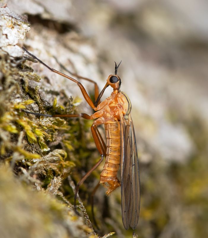 empis sp., толкунчики, empididae, двукрылые, diptera, муха Злобный Буратиноphoto preview