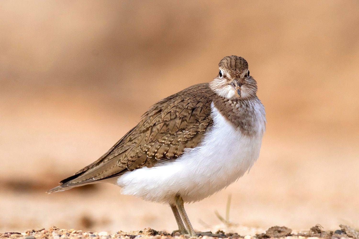 Перевозчик. Автор: Павел Краснослободцев перевозчик, фотоохота, птица, птицы, кулик, birds,, Павел Краснослободцев