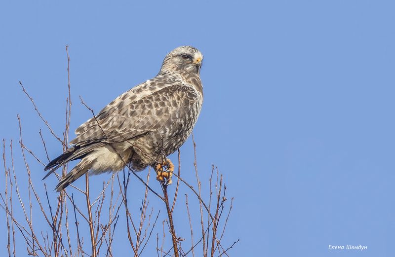 bird of prey, animal, birds, bird,  animal wildlife,  nature,  animals in the wild, птицы, птица, rough-legged buzzard, мохноногий канюк, зимняк Rough-legged buzzardphoto preview