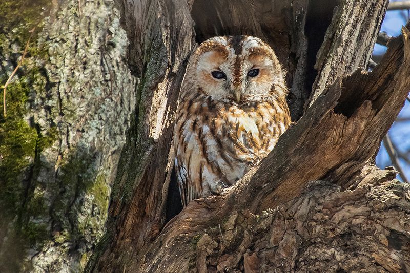 птица  неясыть  рыжая  дупло Серая неясыть (рыжая морфа)photo preview