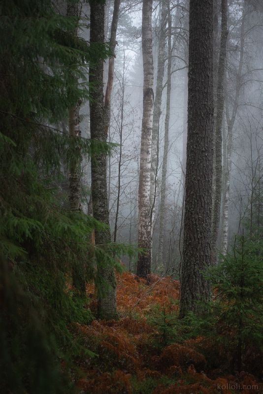 карельский перешеек, ленинградская область, октябрь, осень, туман, дремучий лес Поздний октябрьphoto preview