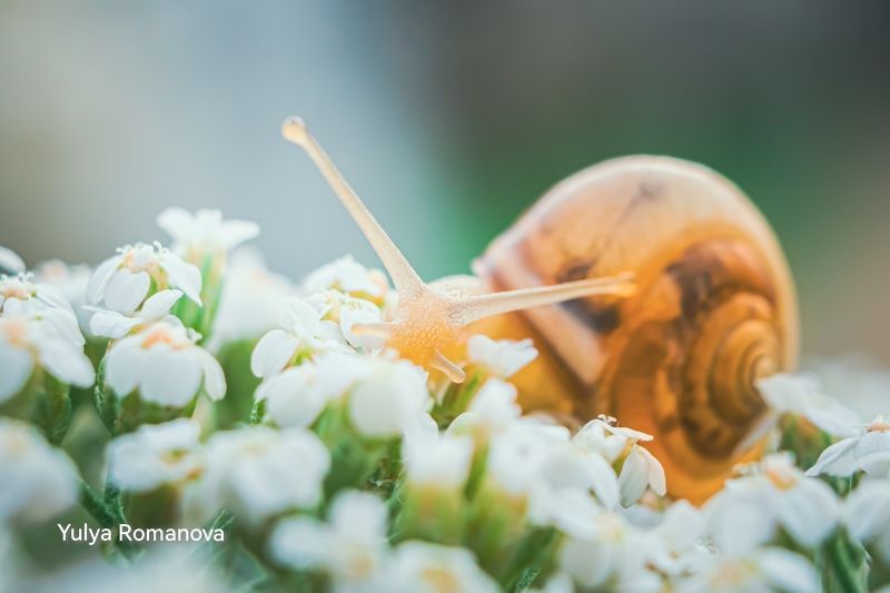 улитка, макро, моллюск, макро мир, макро природа, лето photo preview
