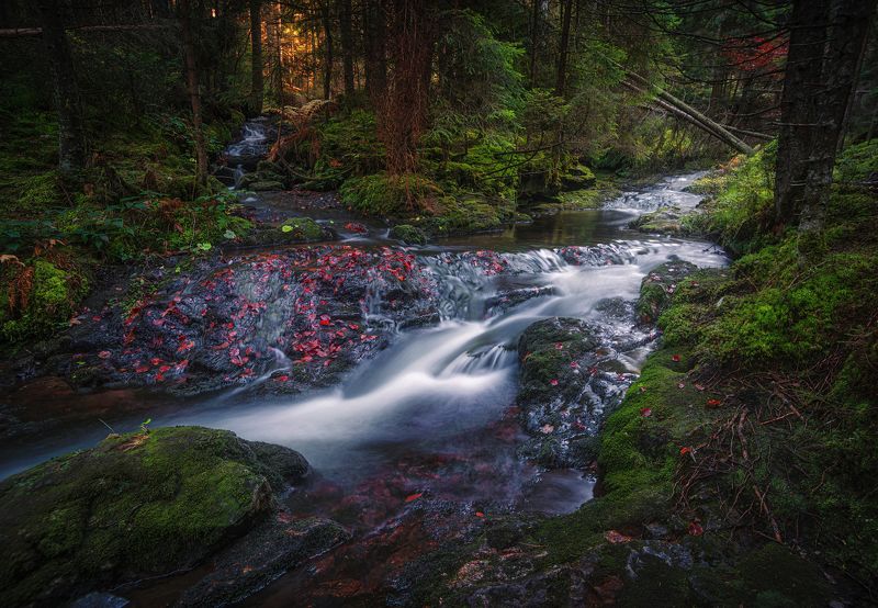 горизонтальный,  нет людей,  фотография,  на улице,  природа,  лес,  дерево,  ручей - проточная вода,  скала - объект,  вода,  пейзаж - пейзажи,  живопись - природа,  водопад,  река,  мох, В старом лесу.photo preview