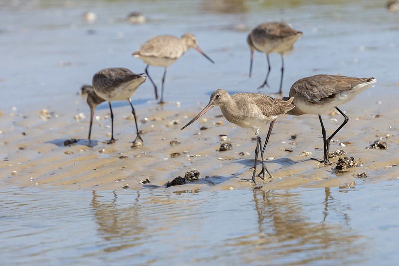 птицы, уругвай Птичьи хороводыphoto preview