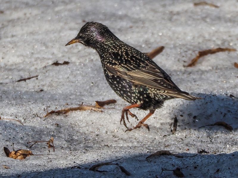 исследовательphoto preview