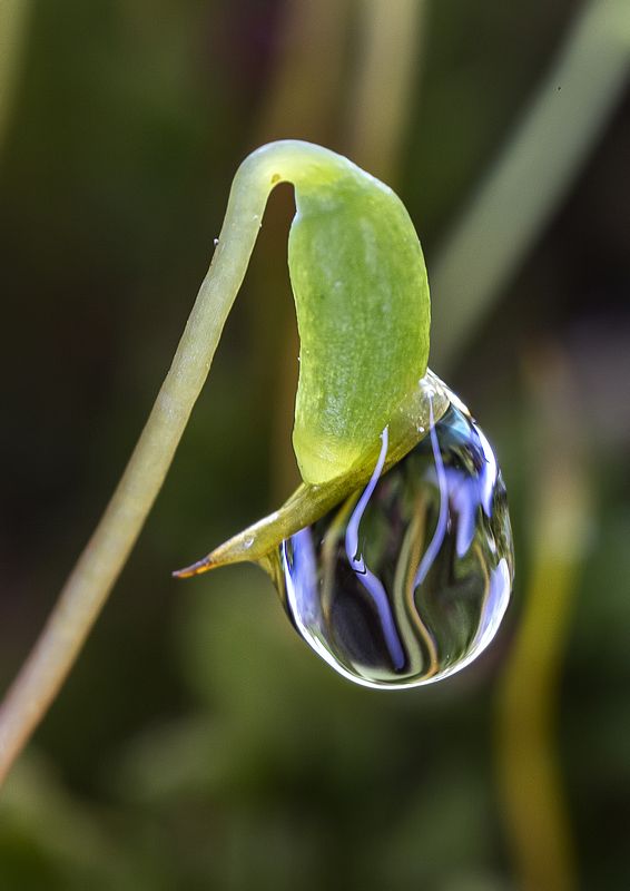 Капитошкаphoto preview