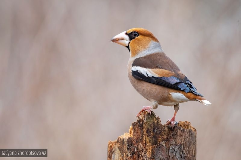 Hawfinch. Дубоносphoto preview