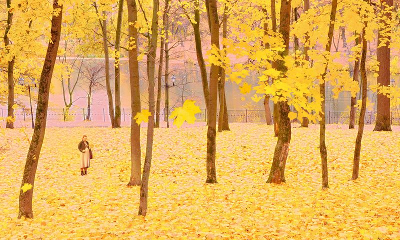 осень,парк photo preview