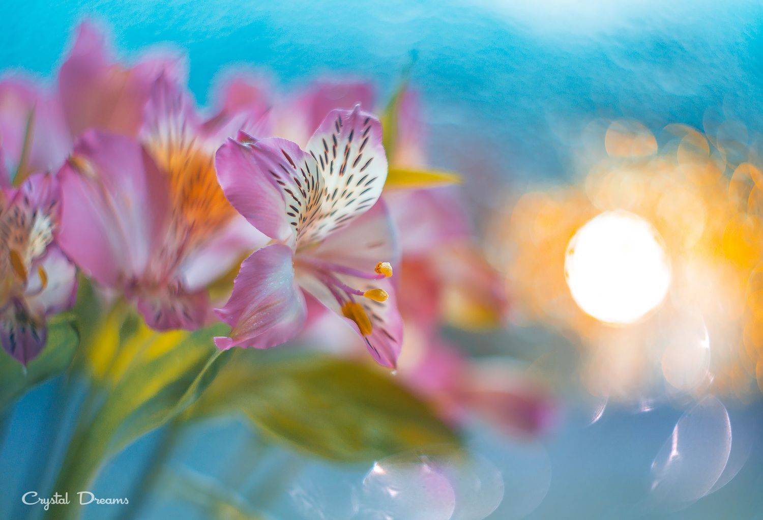 "Flowers from a friend".. Автор: Татьяна Крылова #art #macro #crystal_dreams #color #ditale, Татьяна Крылова