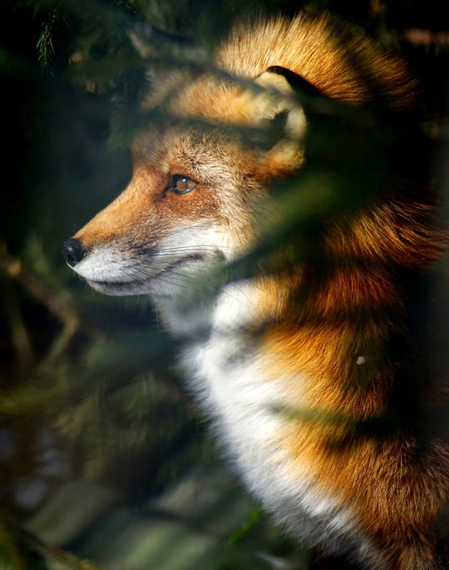 Лисаphoto preview