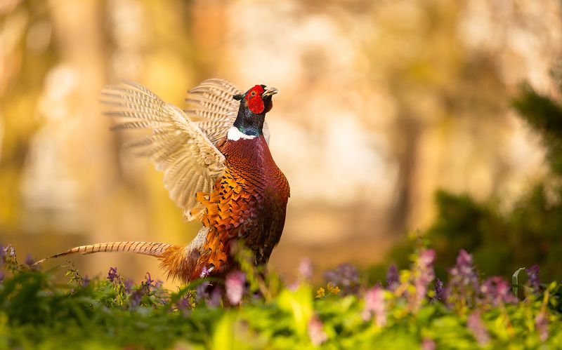 Pheasantphoto preview