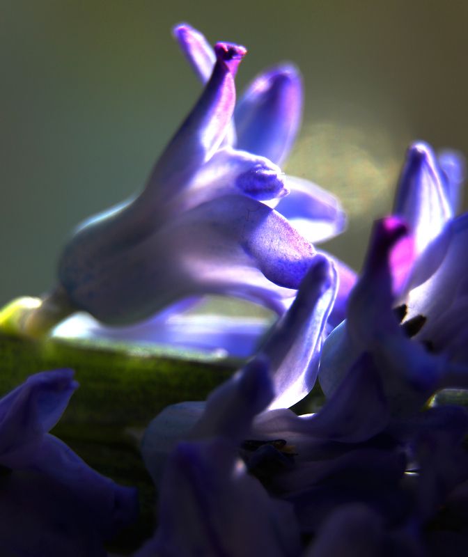 шаварёв, арт, природа, Первый гиацинт.photo preview