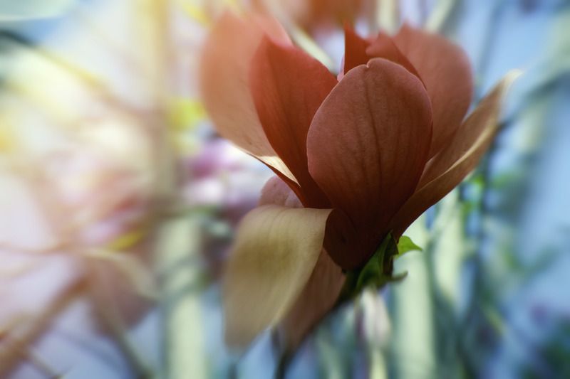 枝头玉兰娇 枝头玉兰娇photo preview