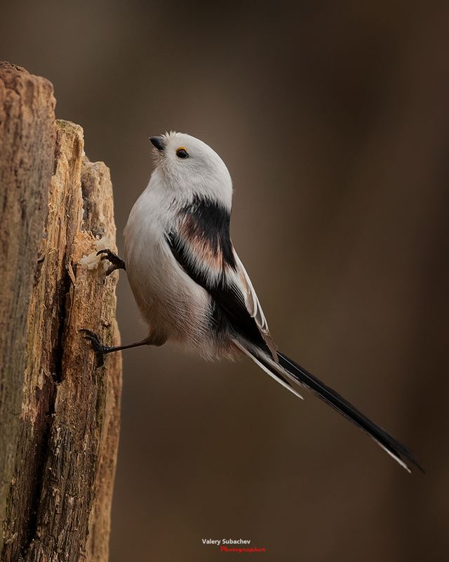 Ополовникphoto preview