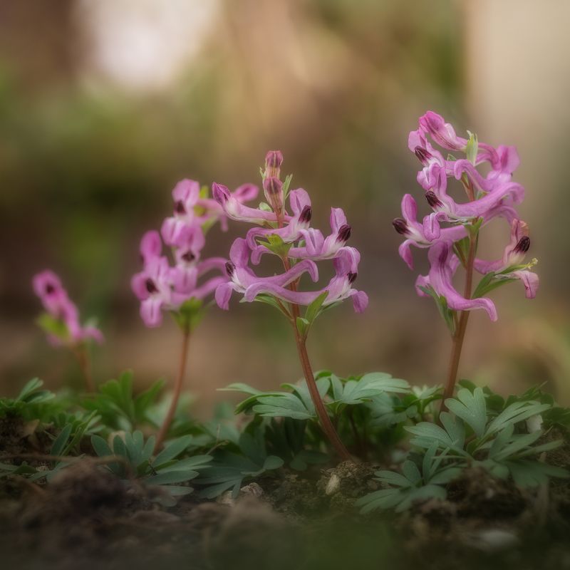 Хохлаткаphoto preview