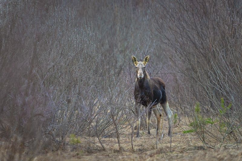 Весенний лосьphoto preview