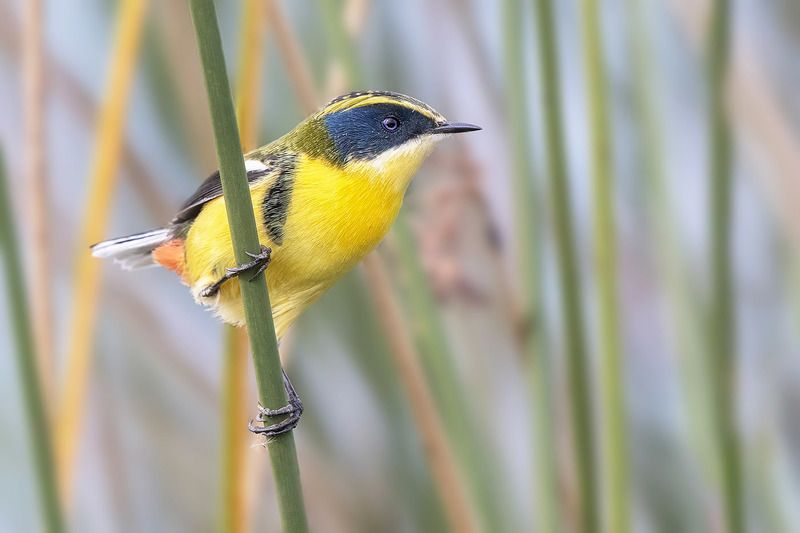 птицы, уругвай Любопытный тачуриphoto preview