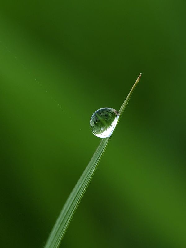 #macro #waterdrop #morning #dew water drop or dewphoto preview