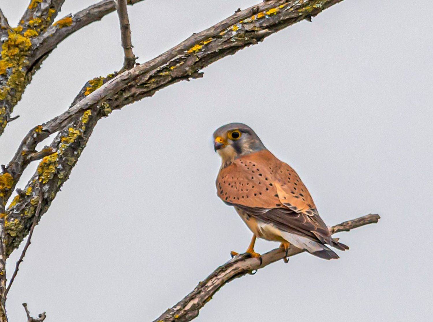 Пустельга. Автор: Сергей Савчук ростовский заповедник, птицы, пустельга, Сергей Савчук
