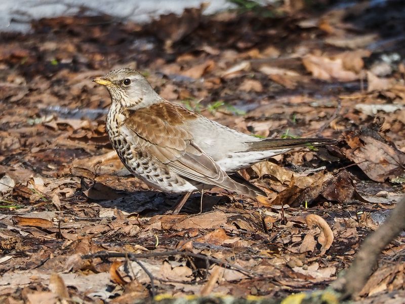 жених готов, а где же невестаphoto preview