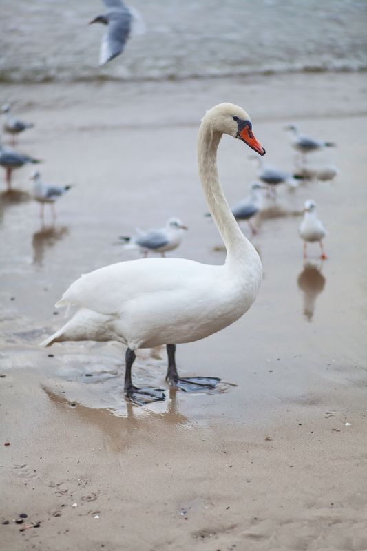 Лебедь, Светлогорск Балтийский лебедьphoto preview