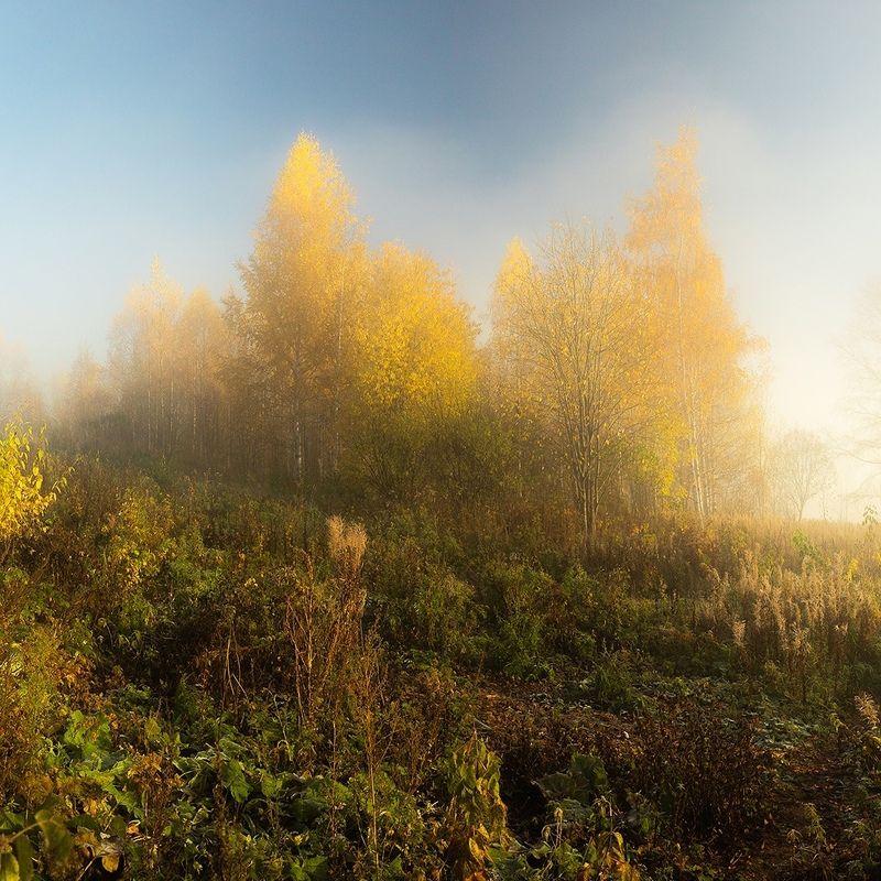 туман, утро, осень, тепло, влажно, ярко, золото, трава, берег, деревья, жёлтое, пожелтело, тишина, березка, кусты, волшебство Осеннее утроphoto preview