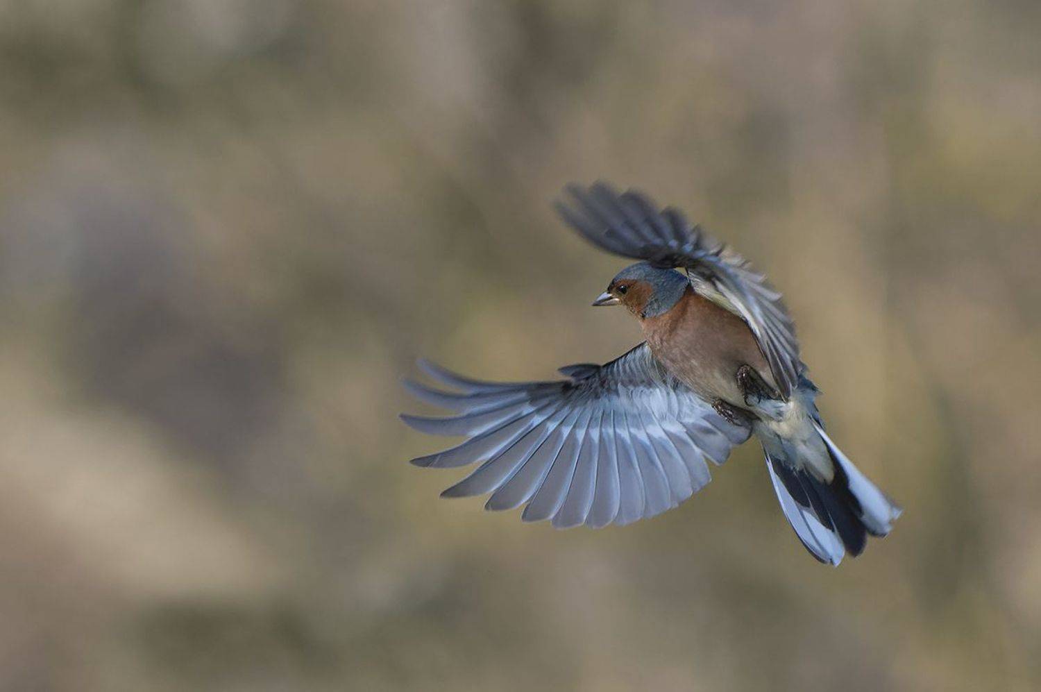 , Евгени Стефанов