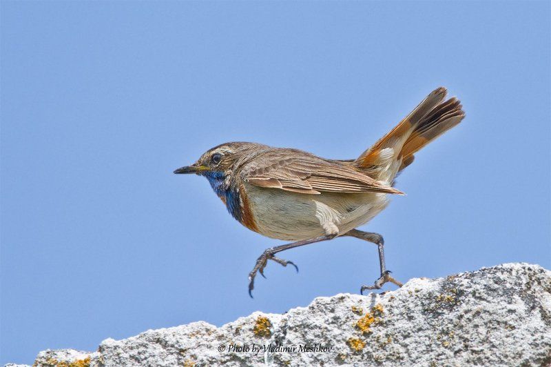 А не пойти ли ... фото превью