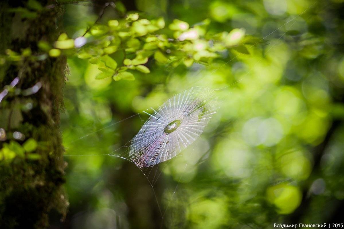 Лесное Чудо. Автор: Гвановский Владимир , Гвановский Владимир