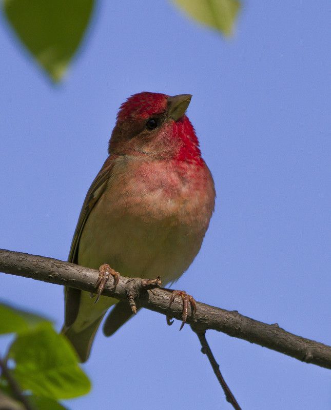 Чечевица, птицы, вьюрковые Чечевица.photo preview